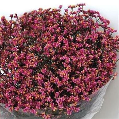 LIMONIUM LILY DIAMOND