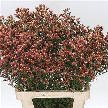 LIMONIUM MAX DIAMOND