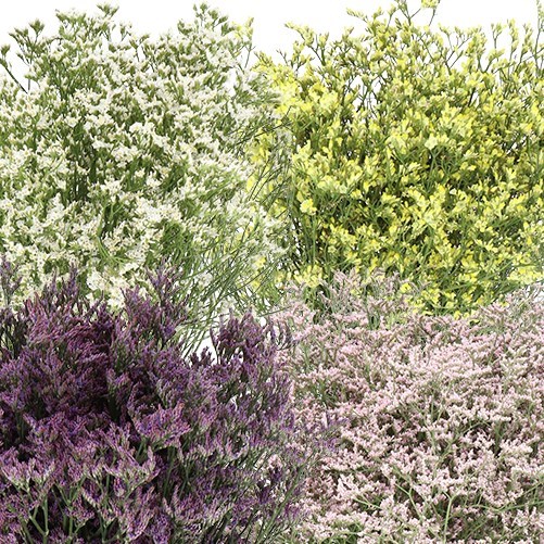 LIMONIUM MIX (COLS MAY VARY)