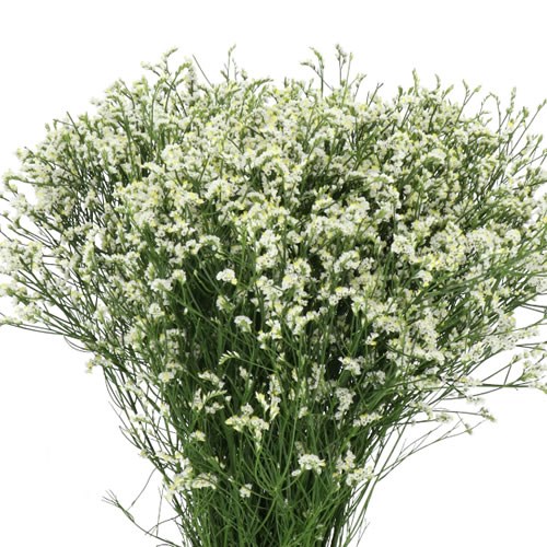 LIMONIUM MOUNTAIN DIAMOND