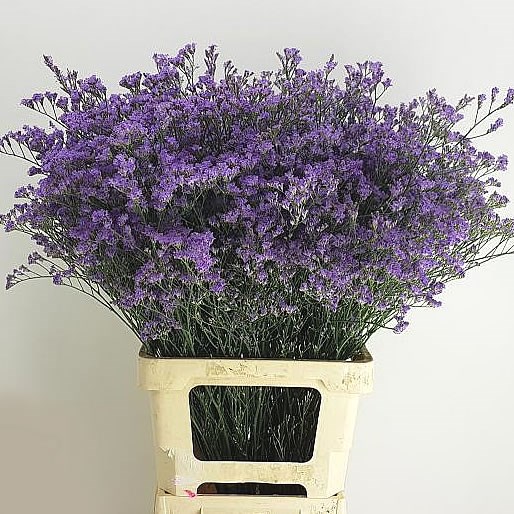 LIMONIUM OHIO BLUE
