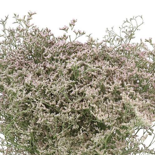 LIMONIUM PINK EMILLE