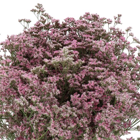LIMONIUM PIUMA PINK TOUCH