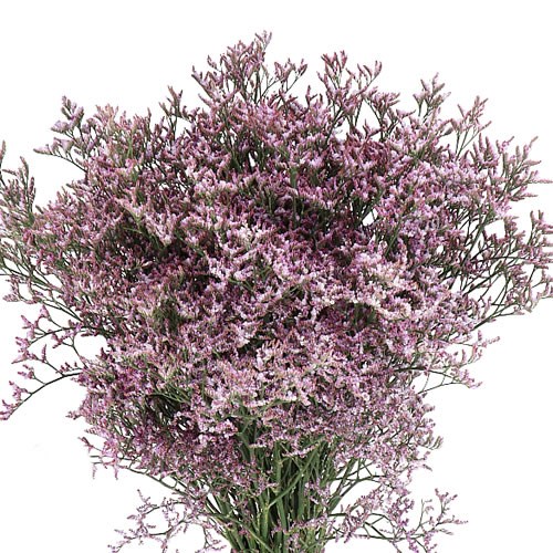 LIMONIUM SAFORA LILAC