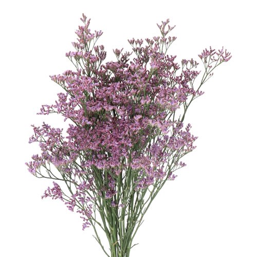 LIMONIUM SAFORA PINK SKY