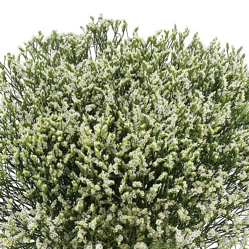 LIMONIUM SENSI PINA COLADA