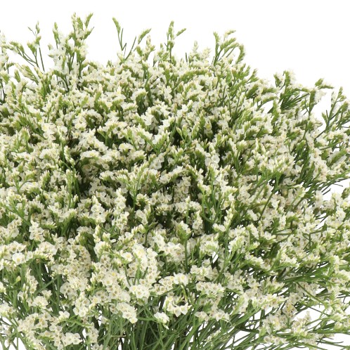 LIMONIUM SENSY TIP TOP