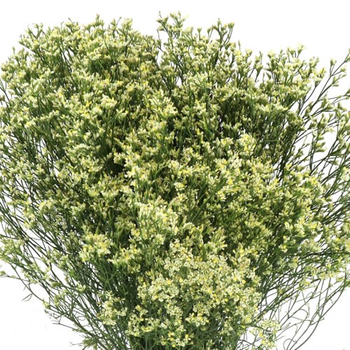 LIMONIUM SENSY YELLOW
