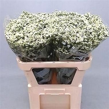 LIMONIUM SINSI PINA COLADA
