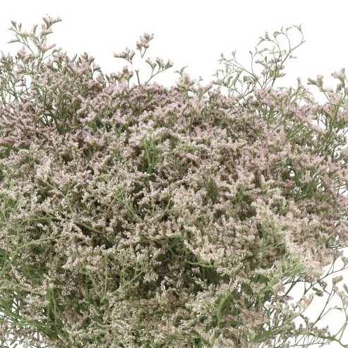 LIMONIUM TALL PINK EMILLE