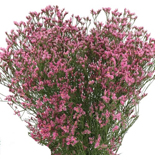 LIMONIUM TIFFANY DIAMOND