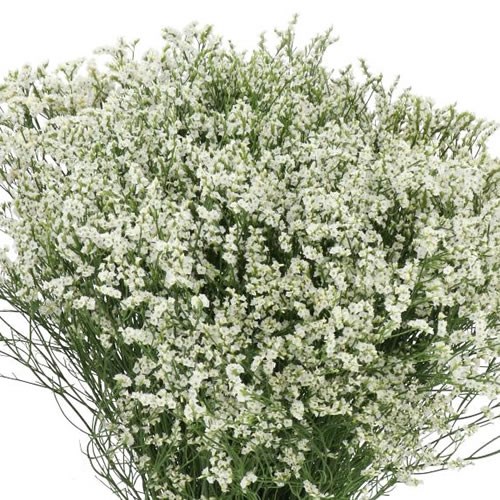 LIMONIUM WHITE DIAMOND