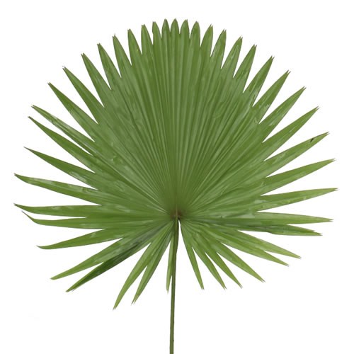 LIVISTONA ROTUNDIFOLIA 50cm | Wholesale Dutch Flowers & Florist Supplies UK