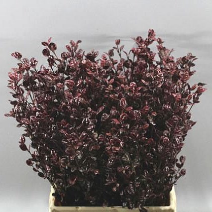 LOPHOMYRTUS BLACK PEARL
