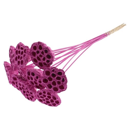 LOTUS HEAD PICKS - CERISE