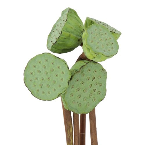 LOTUS SEED HEADS (NELUMBO)