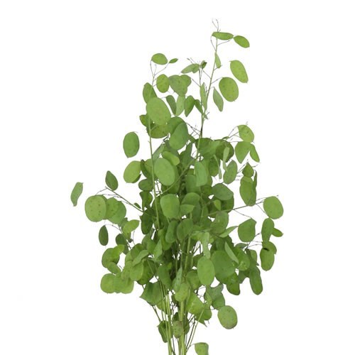 LUNARIA ANN GREEN PETER