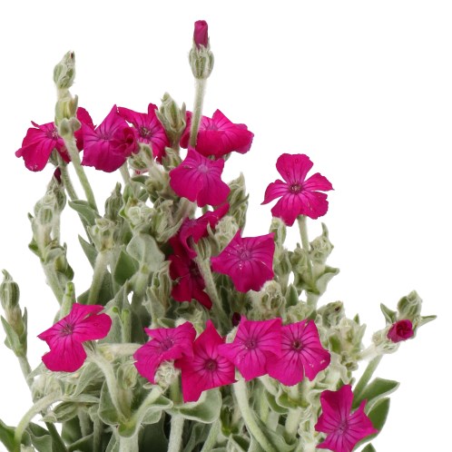 LYCHNIS HOT PINK