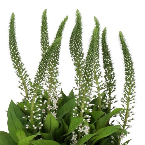 LYSIMACHIA ABRAHAM