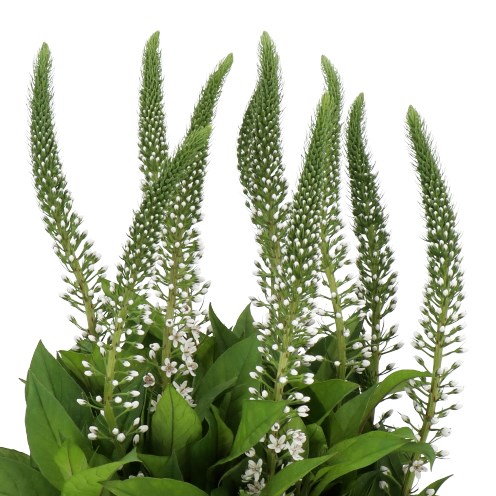 LYSIMACHIA ABRAHAM
