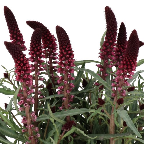 LYSIMACHIA ATROPURPUREA