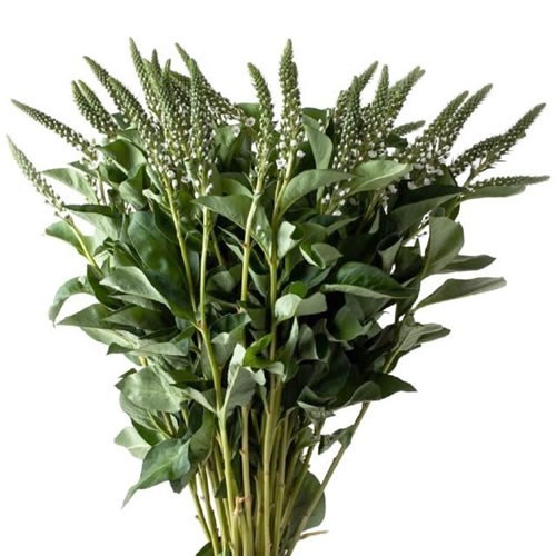 LYSIMACHIA ELISABETH