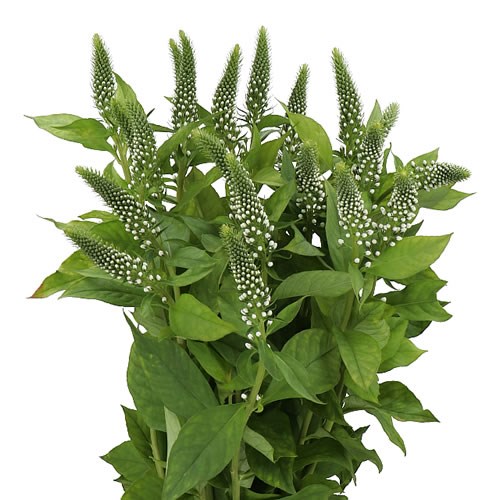 LYSIMACHIA JUMBO