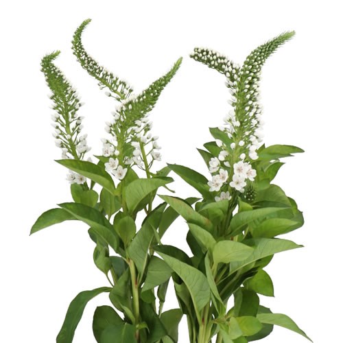 LYSIMACHIA MAMBA WHITE
