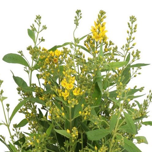 LYSIMACHIA VULGARIS