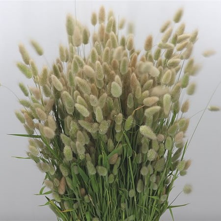 Lagurus Fresh (Hare's Tail)