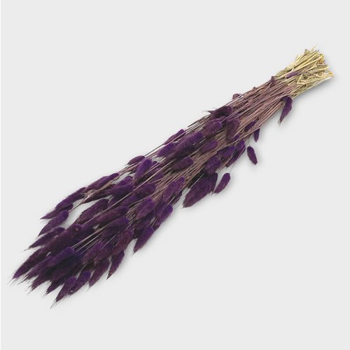 Lagurus Purple Dried (100gm Bunch)