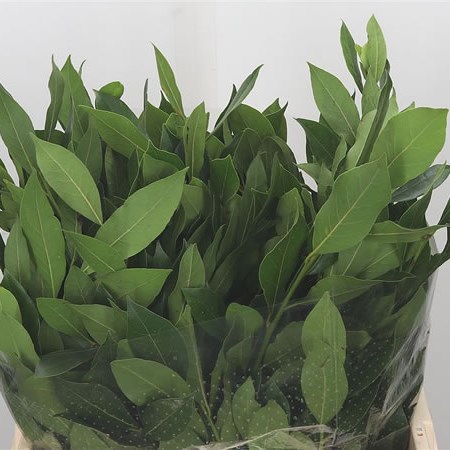 Laurel