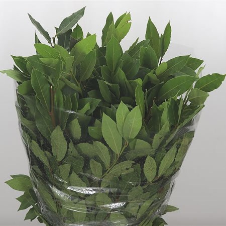 Laurel