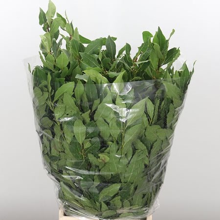 Laurel
