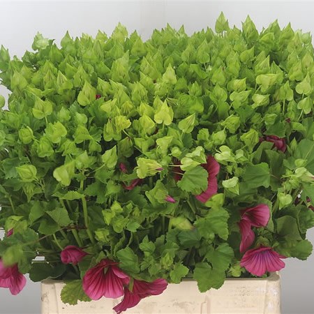 Lavatera Violet