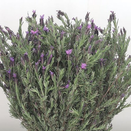 Lavender (French Butterfly)
