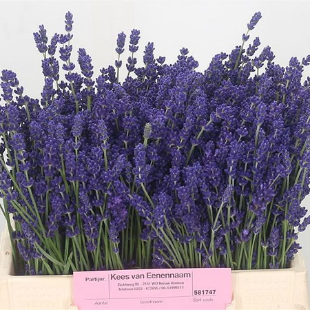Lavender (Fresh)