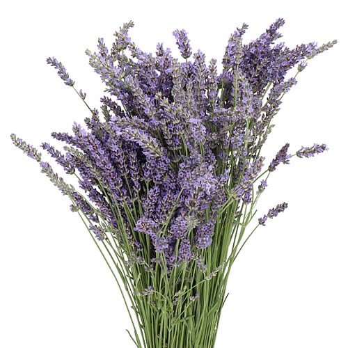 Lavender (Fresh)