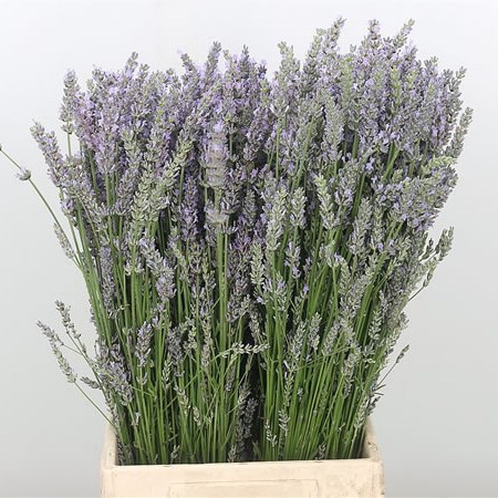 Lavender (Fresh)