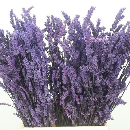 Lavender Preserved