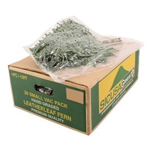 Leatherleaf Arachniodes (Junior)