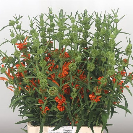 Leonotis Leonurus