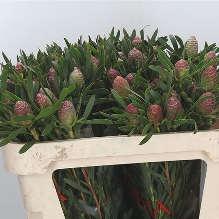 Leucadendron Blush Pearl