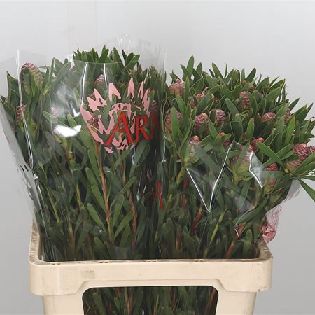 Leucadendron Blush Pearl