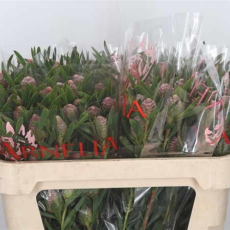 Leucadendron Blush Pearl