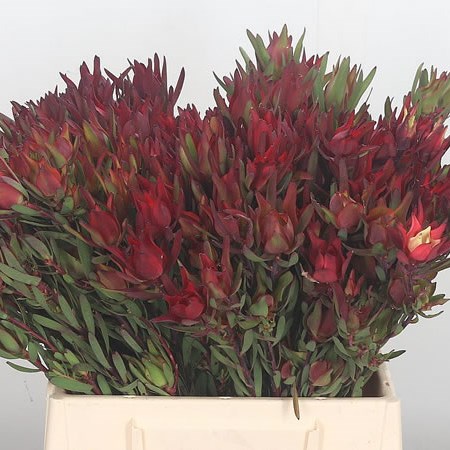 Leucadendron Blush (Spray)