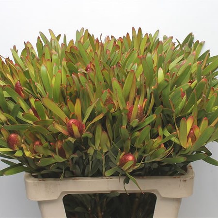 Leucadendron Cherry Pearl (Spray)