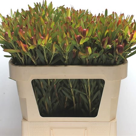 Leucadendron Cherry Pearl (Spray)