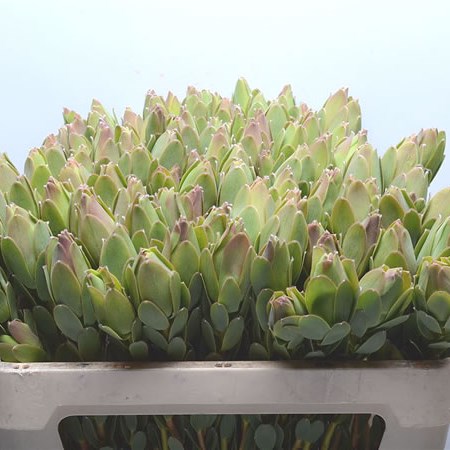 Leucadendron Discolor