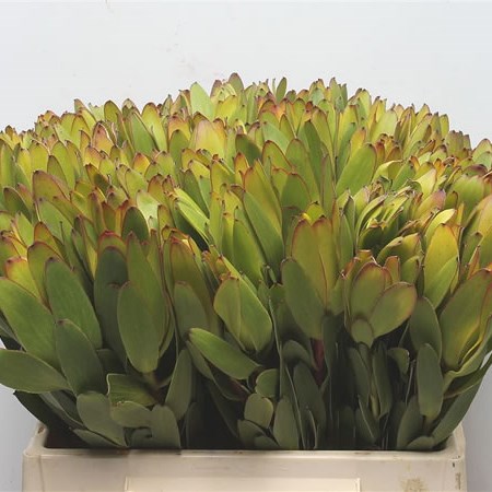 Leucadendron Goldstrike